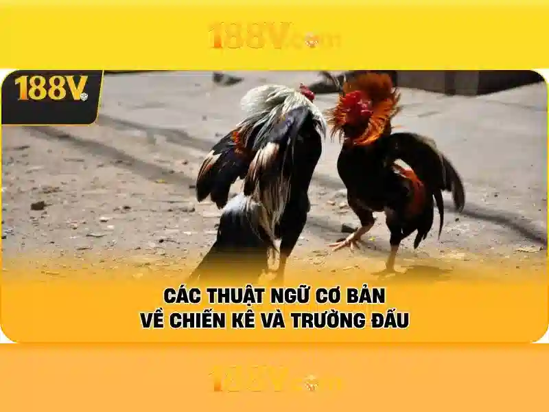 Hướng Dẫn Cá Cược Thể Thao 188V